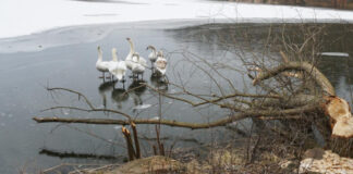 Správa CHKO Český kras zve na ekofilmy, selské fórum i na vycházku za ptáky