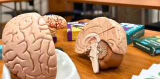 Trénujte svou paměť: (Ne)přítel mozek a nový kurz Paměť v akci